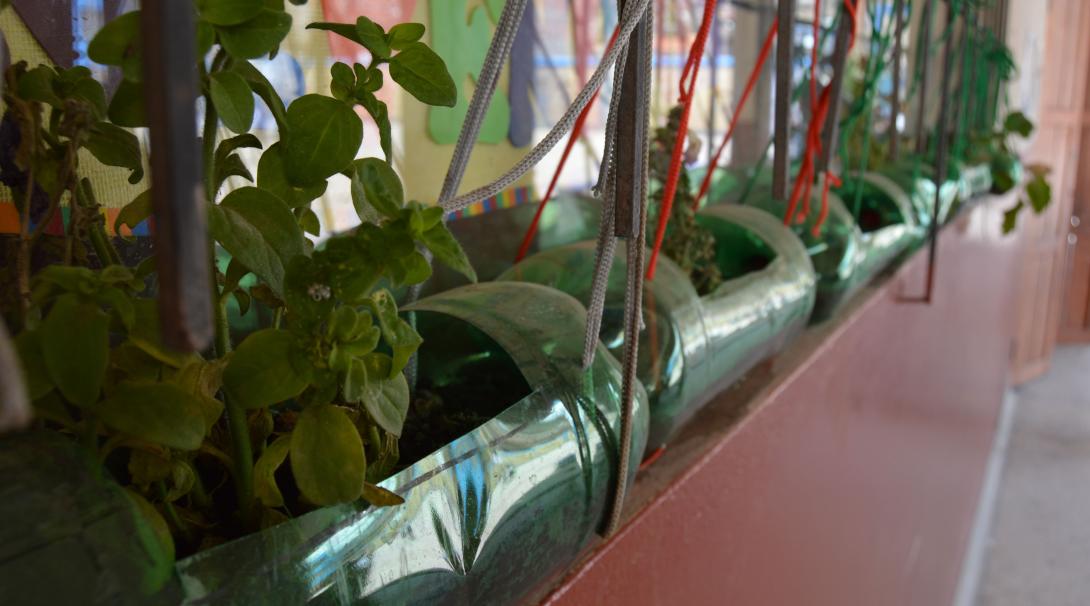 Making the most of plastic bottle waste by using it as a home for plants A row of plants growing from recycled plastic bottles in a children's classroom in Sri Lanka